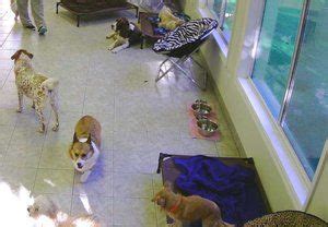 Working at My Three Dogs is like being apart of a big family. . My three dogs west ashley